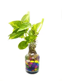 Money Plant  money Plant  in potpurie glass pot with colorful stones-thumb2