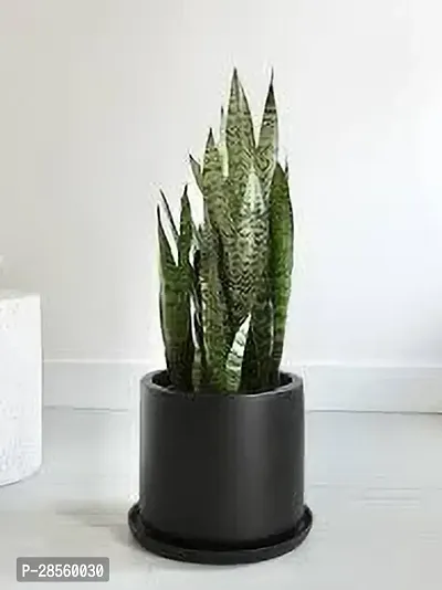 Earth Angels Snake Plant SNAKE PLANT AA22-thumb0