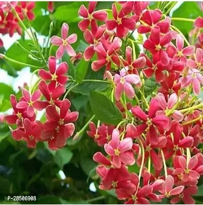 MadhumaltiRangoon Creeper Madhumati flower Plant-thumb0