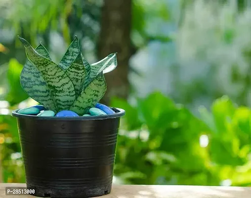 Natural Live Plant for Home Garden-thumb0