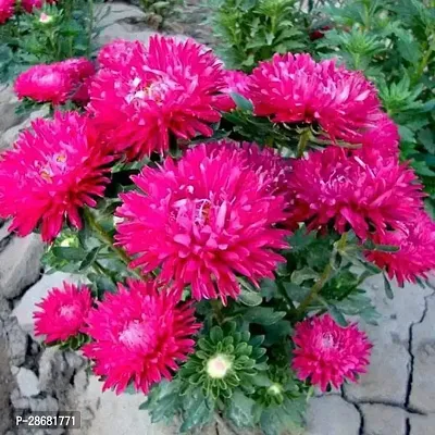 Earth Angels Adenium Plant Aster (Pink) - Plant-thumb0