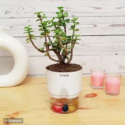 Jade Plant  Good luck Jade Live Plant   Bathroom  Balcony  Living area with Self Watering Pot-thumb0