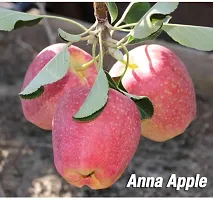 Apple Plant  ANNA GRAFTED APPLE Plant   Live Apple Plant  for Hot Climate Hot Weather  Apple Plant  for all Season From Shimla Himachal Pradesh  Anna Apple Plant-thumb1