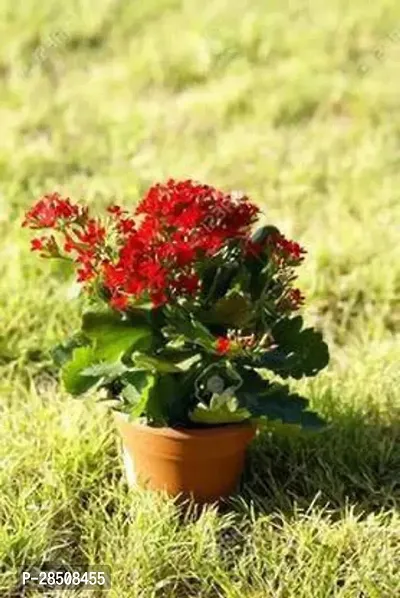 Kalanchoe Plant  Kalanchoe xPlant genic09