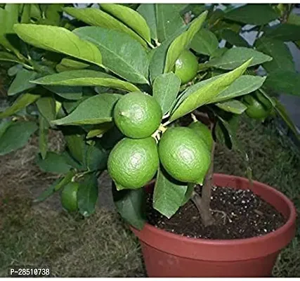 Natural Live Plant for Home Garden-thumb0