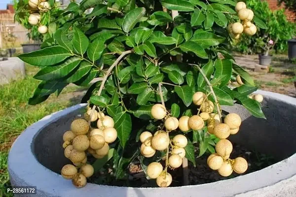 Earth Angels Litchi Plant Rare Dragon eye, Longan, Dimocarpus Longan fruit plant- Health 1 Green Plant.-thumb0