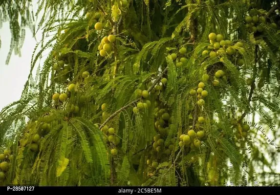 Amla Plant  AQA01