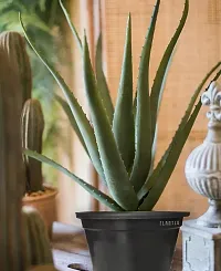 Aloe Vera Plant  Aloe Vera Natural Plant  with Pot-thumb1