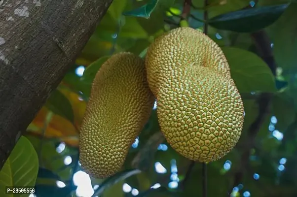 Jack Fruit Plant  indoore green jackfruit Plant-thumb0