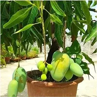 Mango Plant  MANGO 3-thumb1