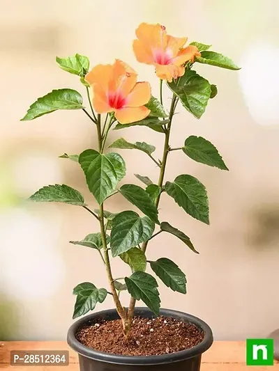 Natural Live Plant for Home Garden-thumb0