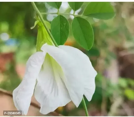 Aparajita Butterfly Pea Plant  APARAJITA Plant  xnewdeb5665-thumb0