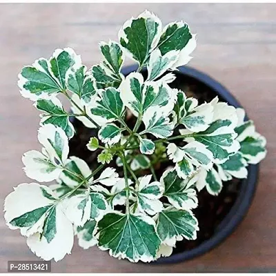 Natural Live Plant for Home Garden-thumb0