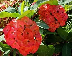 Natural Live Plant for Home Garden-thumb1