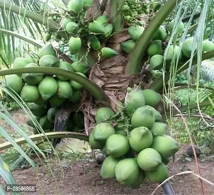 Coconut Plant  Padmavatigarden coconut Plant-thumb2