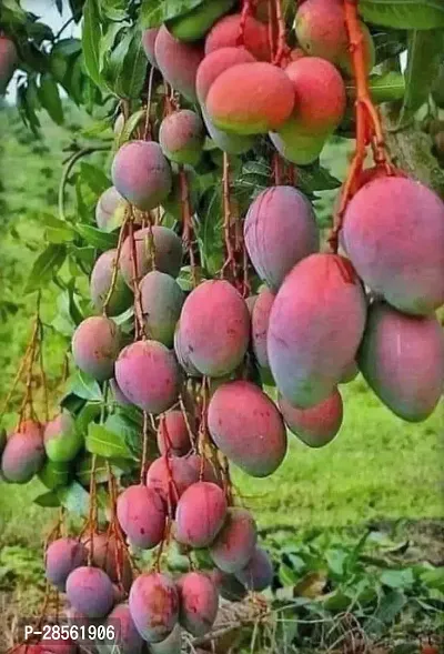 Earth Angels Mango Plant Gulab Khaas Mango Live Grafted Plant. G04-thumb0