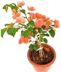 Natural Live Plant for Home Garden-thumb1