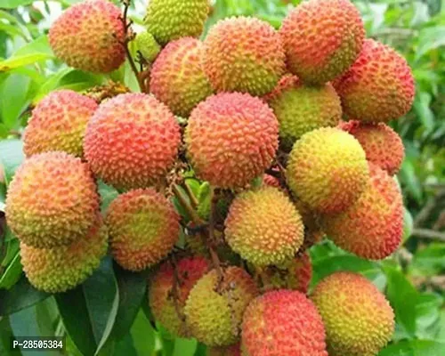 Litchi Plant  LitChi last  Plant-thumb0