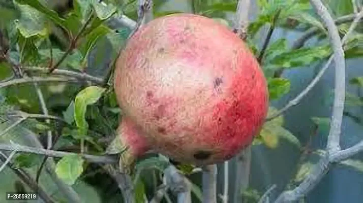 Earth Angels Pomegranate Plant POMEGRANATE1`-thumb0