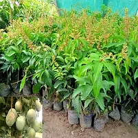 Mango Plant  Mango Plant  xnewdeb55-thumb2