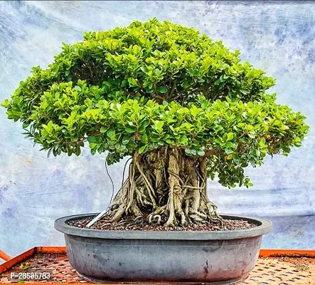 Ficus Bonsai Ficus Bonsai B1-thumb0