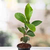 Almond Plant  Live Plant  Badam Indian Almond Tropical Almond Deciduous And Erect Tree Pot Suitable Garden Plant  1 Healthy Live Plant  3-thumb2