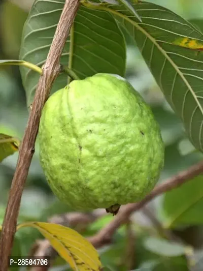 Guava Plant  Guava 10 Plant