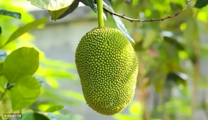 Earth Angels Jackfruit Plant Green jackfruit plant-thumb2