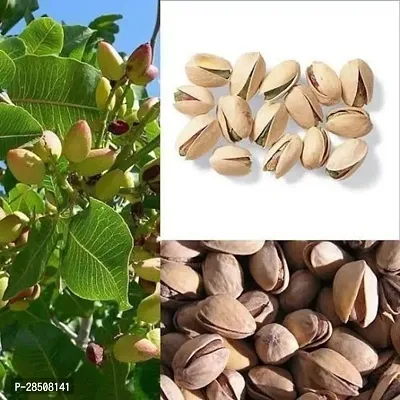 Almond Plant  AlmondPlant  XPLaNeTreee-thumb0