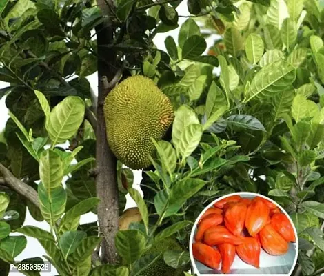 Jack Fruit Plant  Jackfruit Plant  xnewdeb65-thumb2