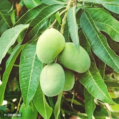 Mango Plant  all time mango