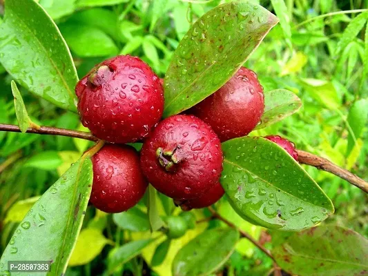 Guava Plant  GURG01-thumb0