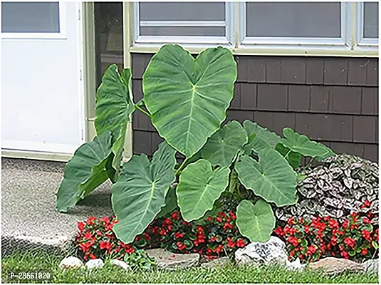 Earth Angels ZZ Plant Saraswati Gardens 6 Bulbs of Elephant Ear Alocasia Malanga Blanca Xanthosoma Sagittifolium Plant for Growing Propagation-thumb0