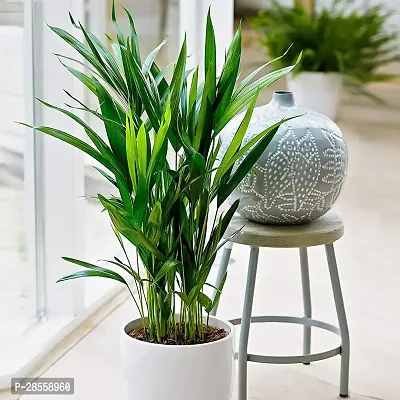 Earth Angels Areca Palm Areca Palm Indoor Outdoor Air Purifier Real Live Houseplant-thumb0