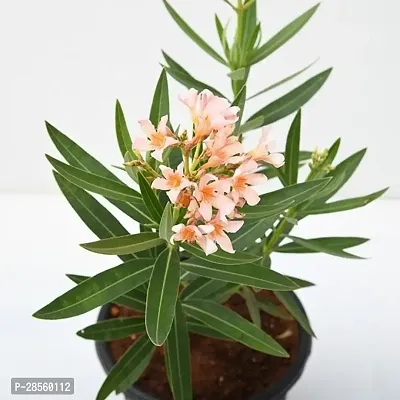 Earth Angels Oleander Plant Kaner_Plants-thumb0