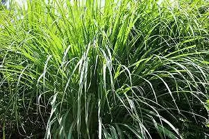 Lemon Grass Plant  LemonGrassPlant  XPEDPOUDHE-thumb1