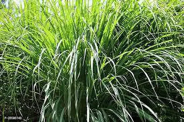 Lemon Grass Plant  LemonGrassPlant  XPEDPOUDHE-thumb2