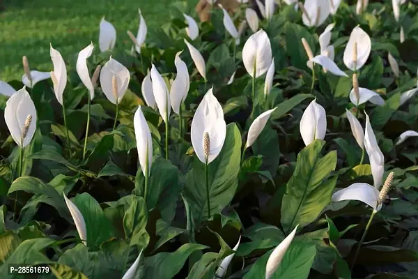 Earth Angels Peace Lily Plant PEACE LILY FLOWER PLANT-P35-thumb3