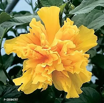 Hibiscus Plant  Hibiscus Plant    Saudiarabia Hibiscus Plant-thumb0