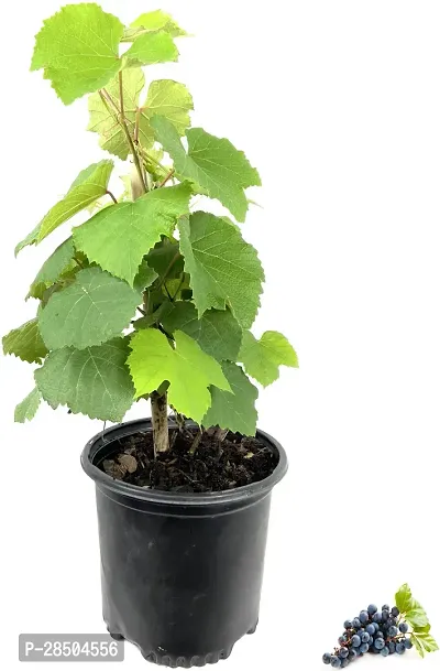 Grapes Plant  Black Grapes Frut Plant s 0-thumb0