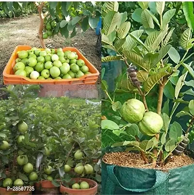 Guava Plant  GuavaPlant  XPadmavatii-thumb3