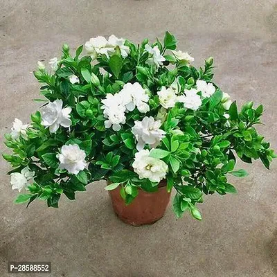 Jasmine Plant  Jasmine Xnatikrd-thumb0