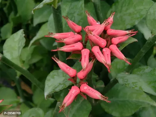 Devils Backbone Succulent Plant  Devils Backbone XPBReba123-thumb0