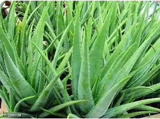 Earth Angels Aloe Vera Plant Aloevera plant sapling pack of 2 pcs without pot-thumb0