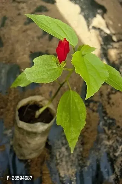 Hibiscus Plant  Malvaviscus arboreus   Mirchi Gudhal-thumb0