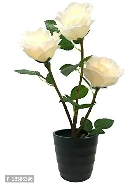 Rose Plant  royal White Rose-thumb0