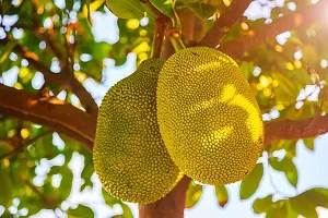 Jackfruit Plant  outdoor jackfruit Plant-thumb1