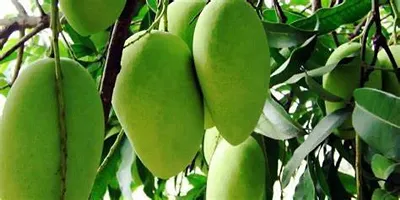 Mango Plant  andrapradesh banganpalli mango-thumb1