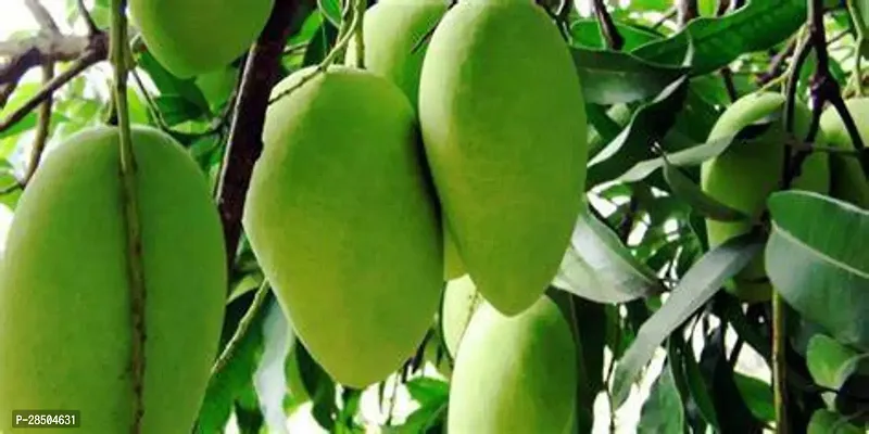 Mango Plant  andrapradesh banganpalli mango-thumb2
