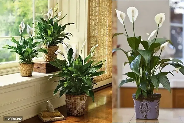 Earth Angels Peace Lily Plant Peace Lily Plant KK 04-thumb0